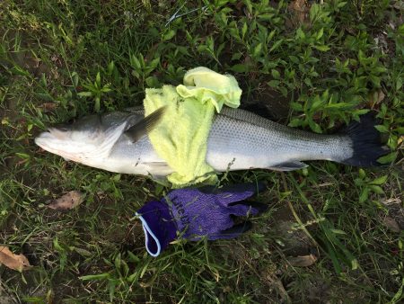 やまちゃんサツキマス狙いでスズキを釣る